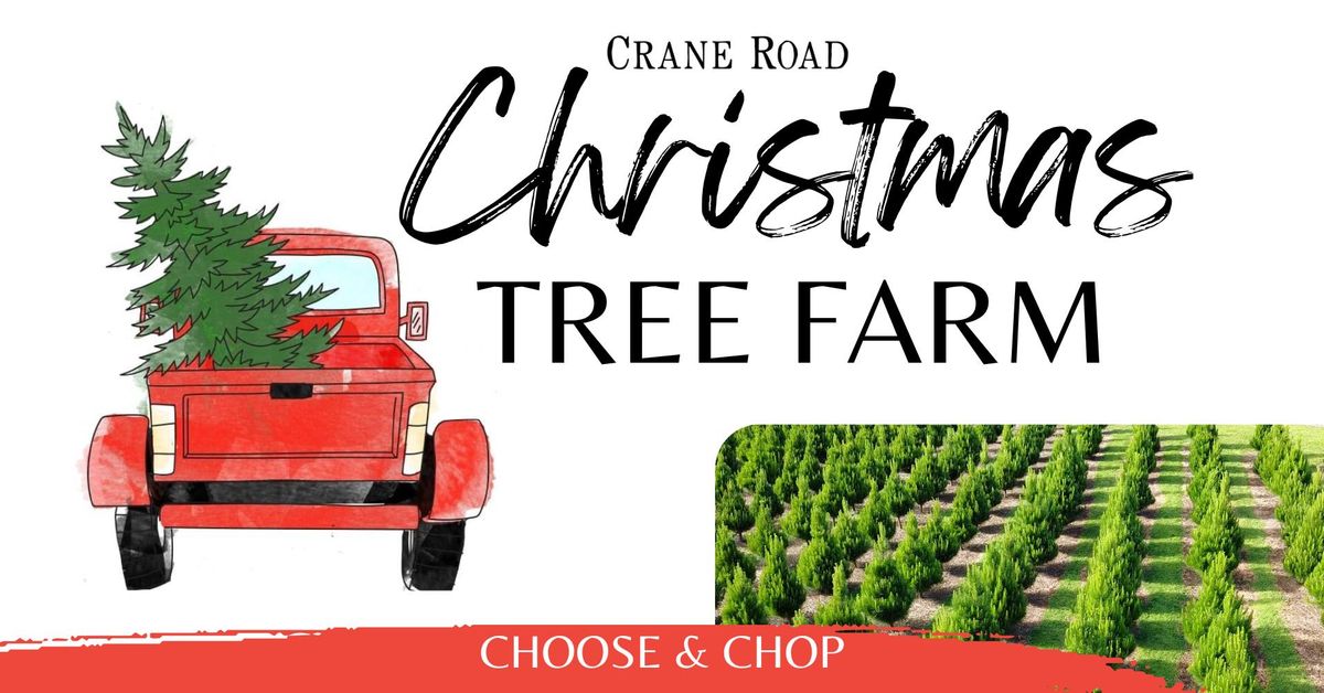 Opening Day! Whangarei Christmas Tree Farm