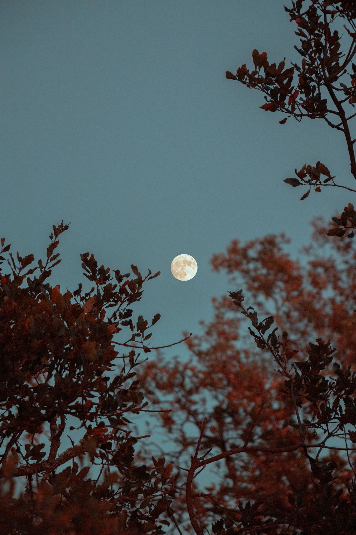 Full Moon Forest Bathing