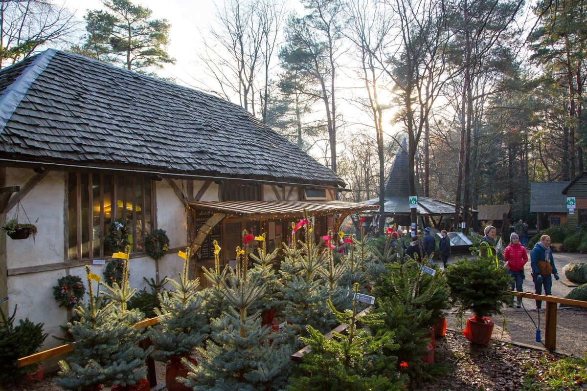 Christmas Trees and Winter Fayre