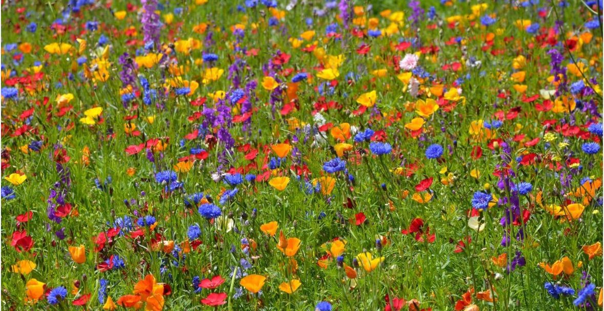 Taunton Wildlife Watch: Floral Accesorries
