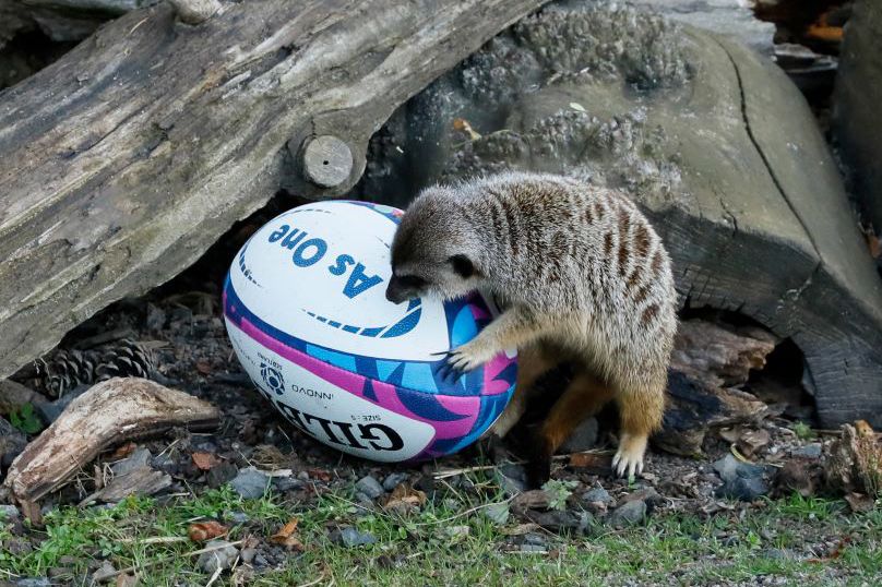 Roaring Rugby Brunch