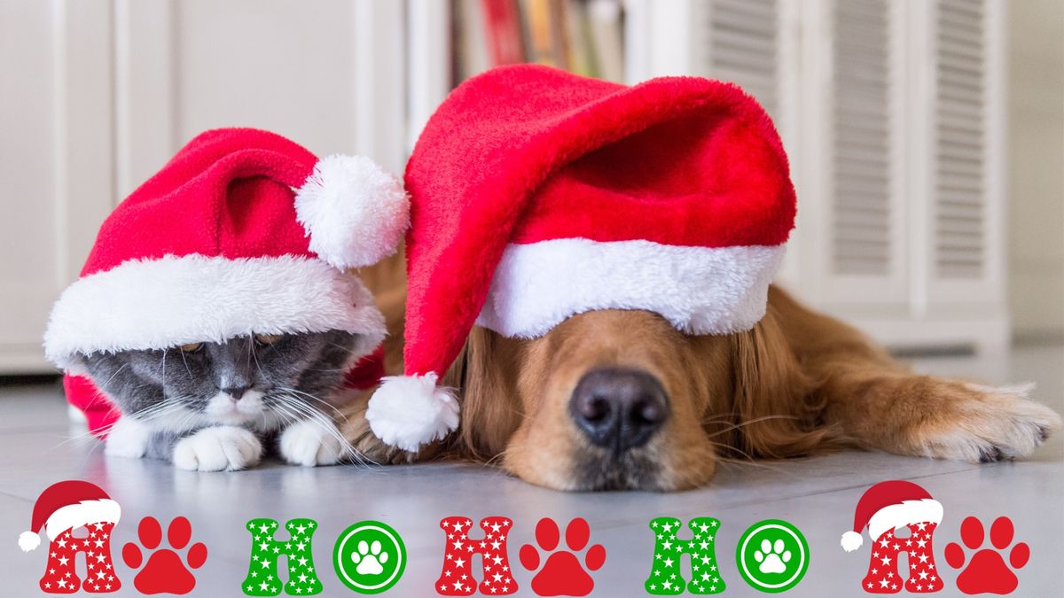 Santa Paws : Pet Photos with Santa Event