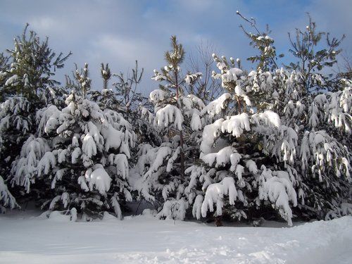 Winter Woody ID Hike