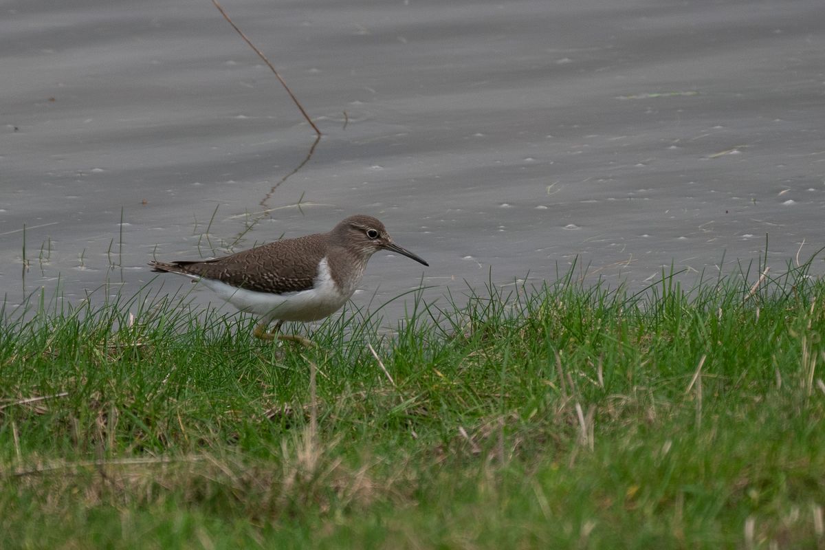 Field Trip - Deeside Naturalists Reserve Connahs Quay