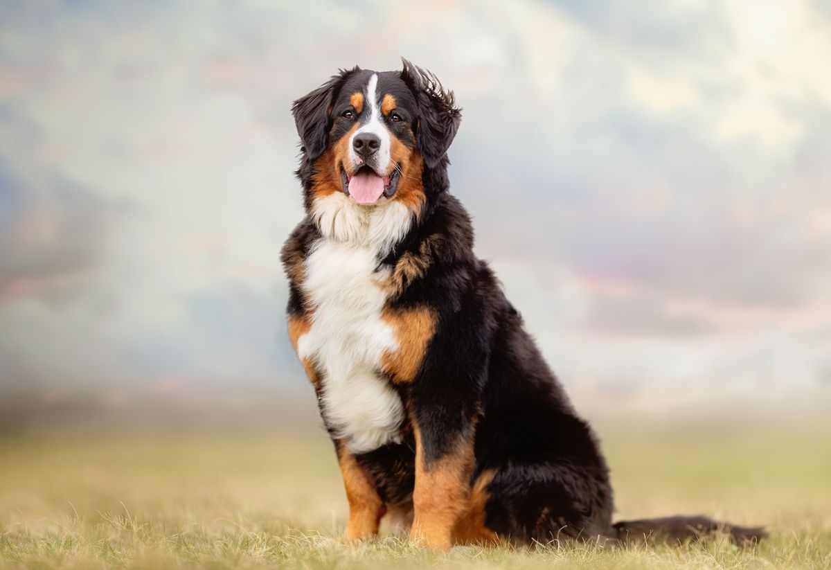 Mountain Dogs - Play Session - Llangefni