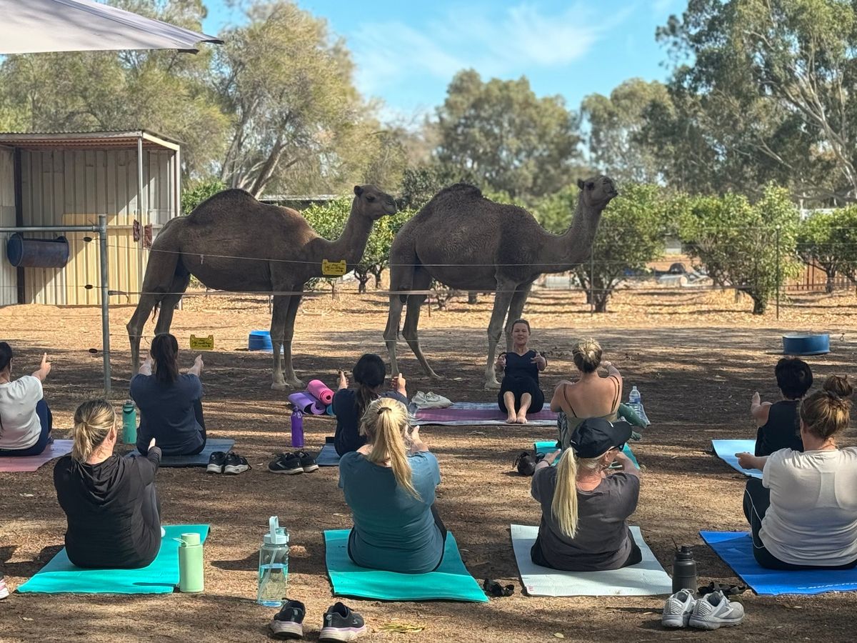 Camel yoga and luxury picnic