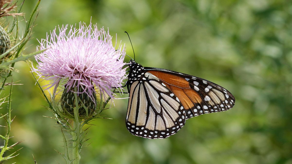 Family Nature Program: Mighty Migrations