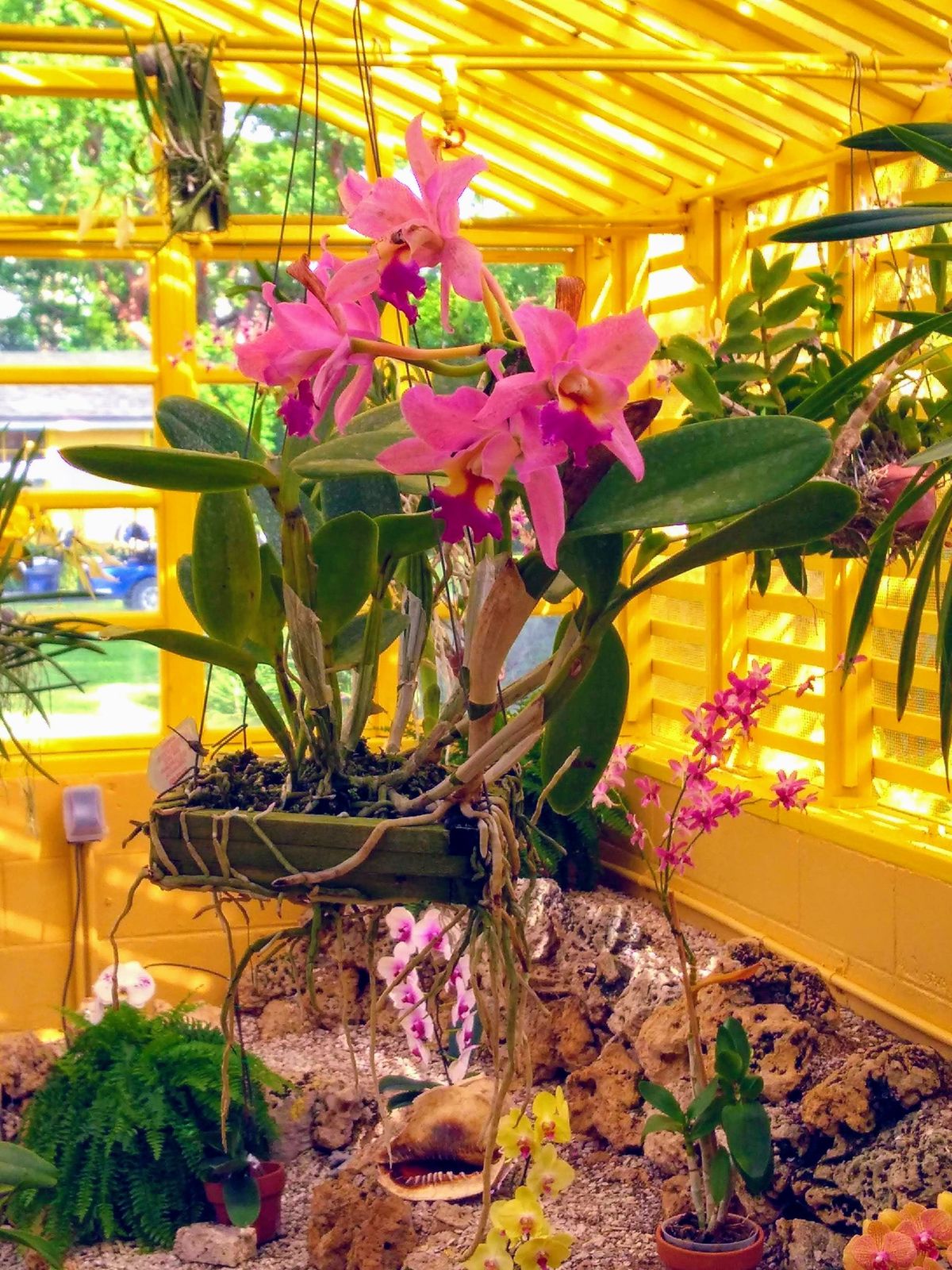 Orchid Care Basics