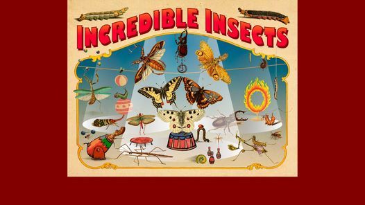 Meet the Curators of Incredible Insects & The Cicada Room