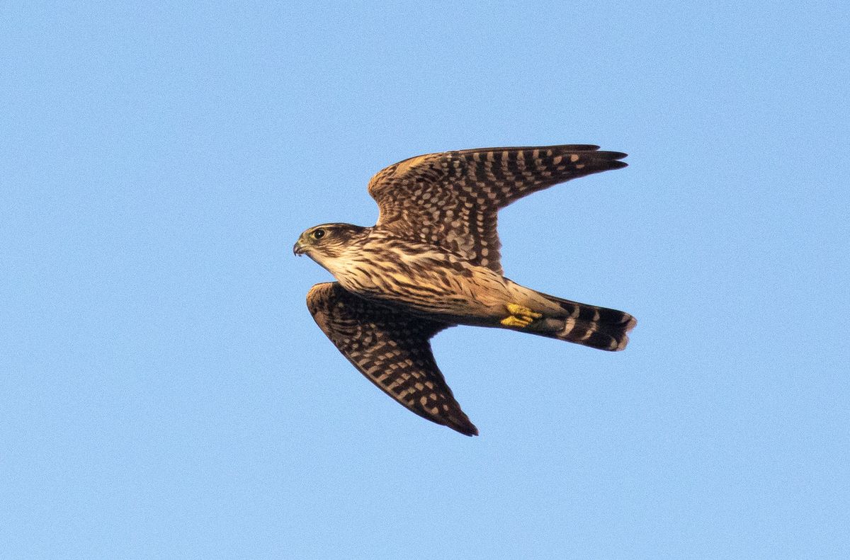 Raptor Identification 101: Duluth Edition with Erik Bruhnke