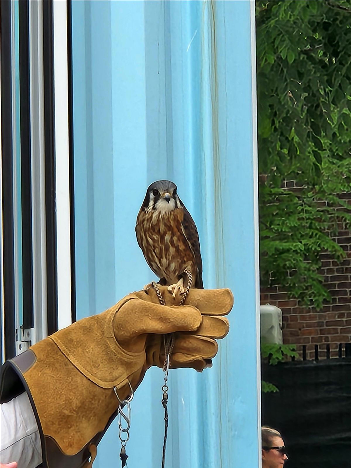 BLACK BIRDERS WEEK Feathered Friends: Meet & Greet