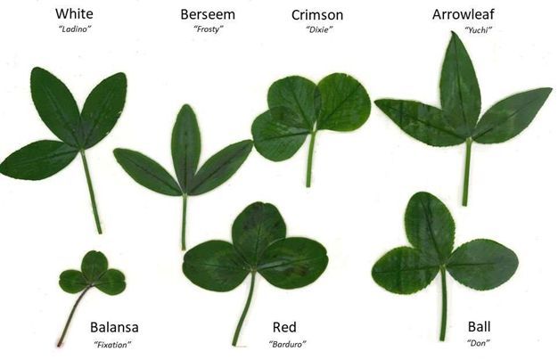 How to grow clovers and legumes