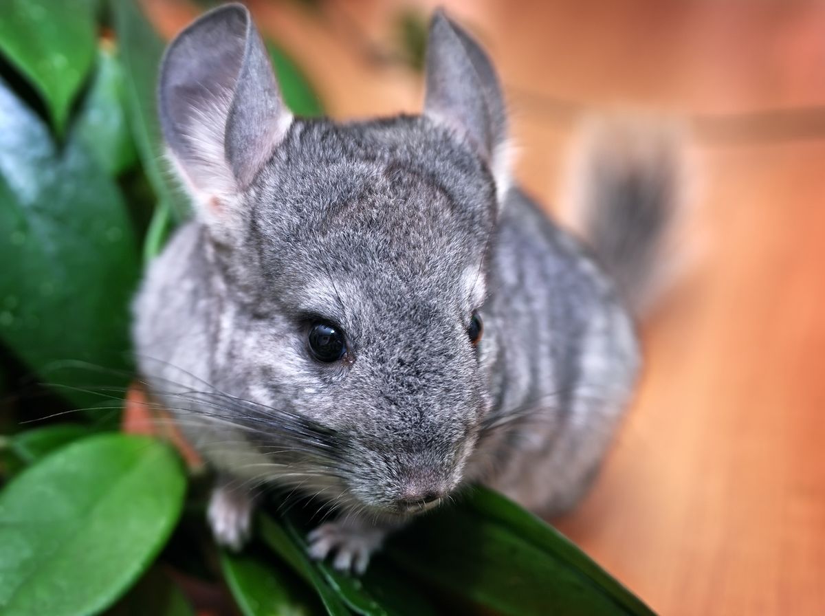 March Break at the Museum - Nature Detectives: Furry Friends!