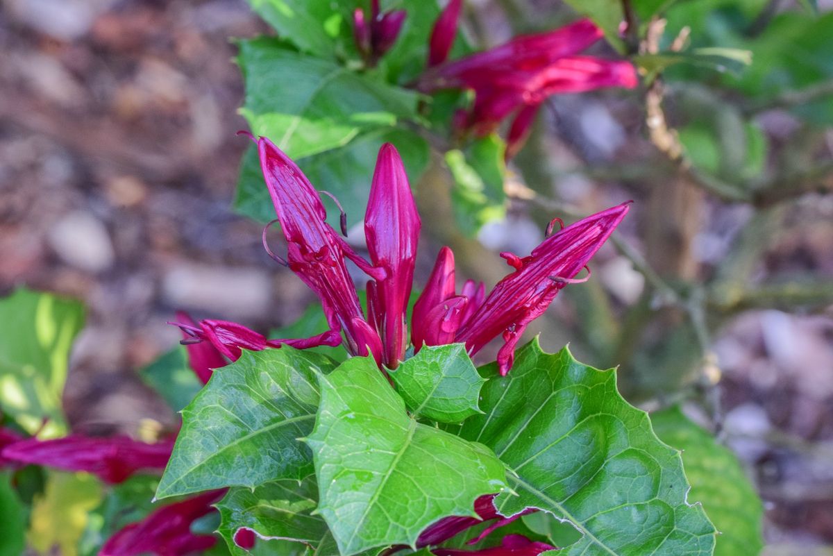 Native Plants Queensland - Society for Growing Australian Plants, Mackay Branch Monthly Meetings