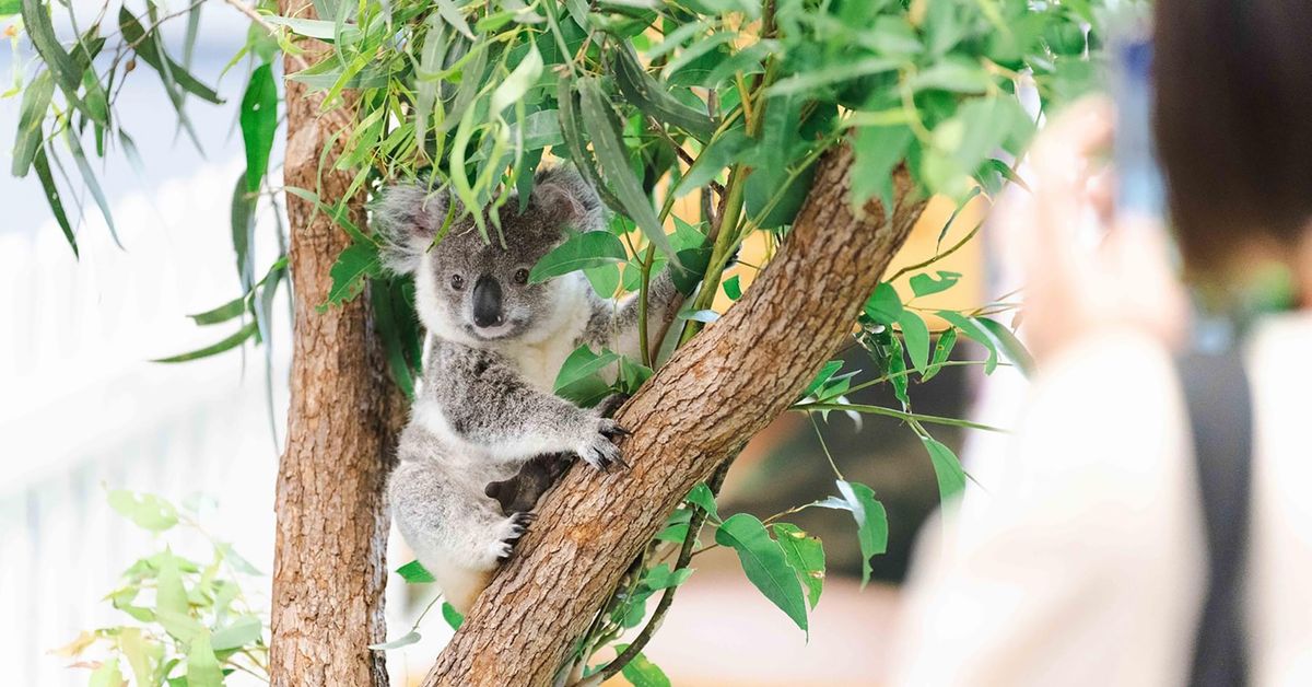 Wildlife Shows