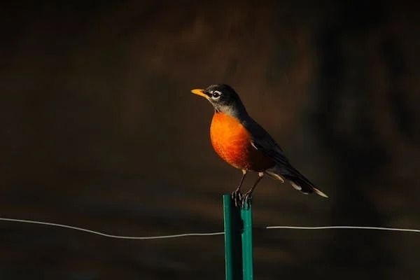 Course: Birding and Animal Tracking