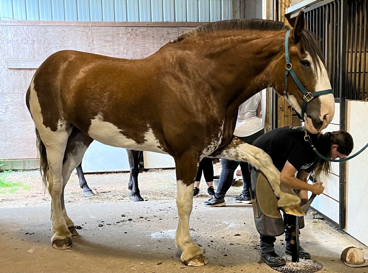 Hoof Trimming Clinic - Kawartha Lakes ON - August 7-10, 2025