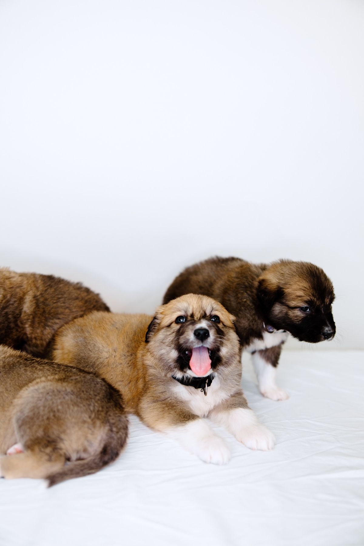 Puppy Haven Home Adoption Event