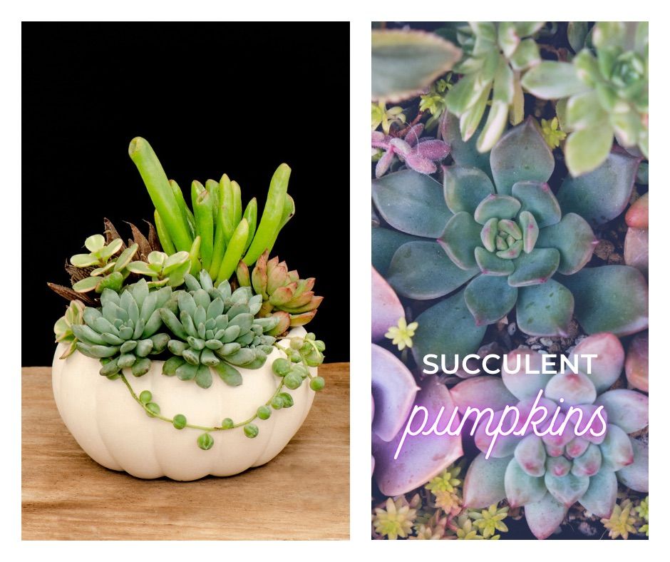 Succulents & Sips: Succulent Pumpkins at Scuttlebutt Taproom