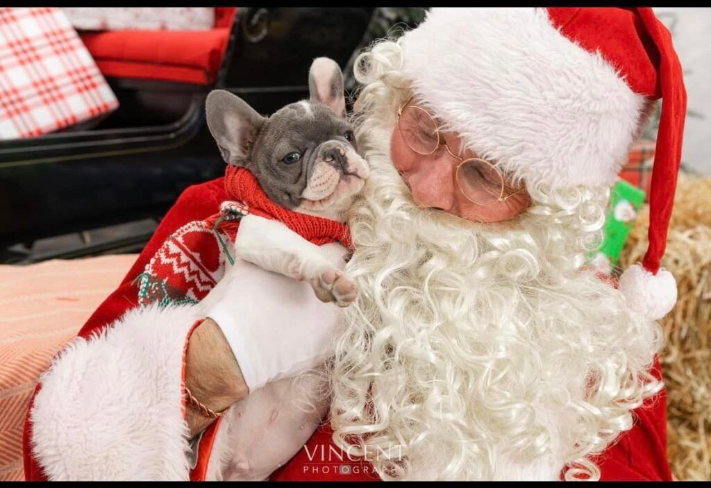 Pet pictures with Santa