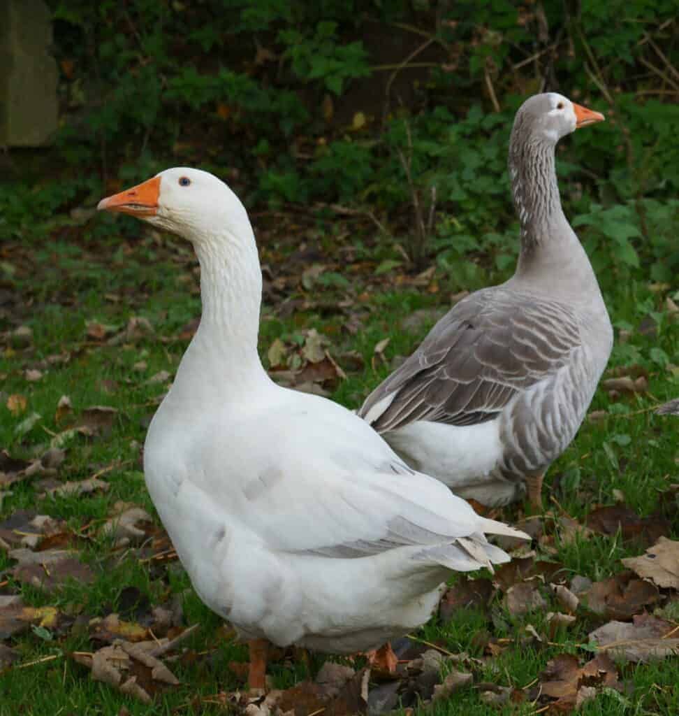 Geese