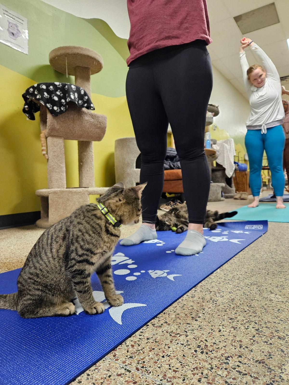 Yoga With Cats