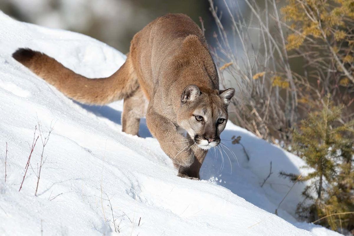 Cougars