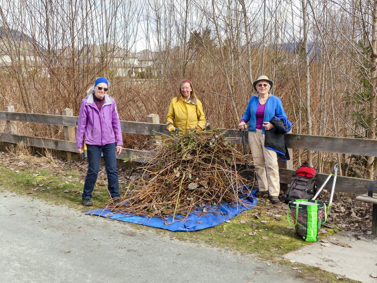 Volunteer Activity: Invasive Plant Removal