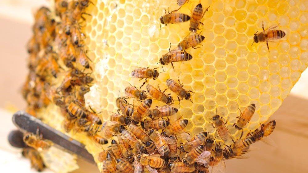 Beekeeping: After the Basics