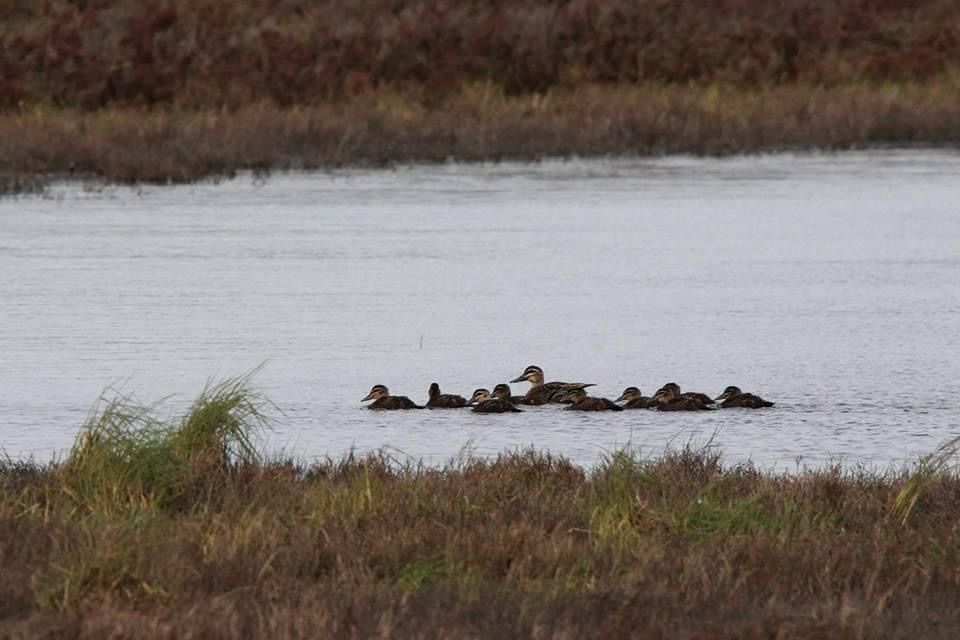 World Wetland Day Celebration