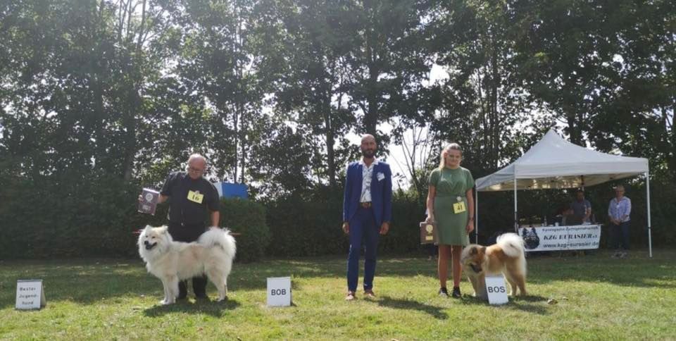 KZG-Eurasier Spezial-Rassehunde-Ausstellung