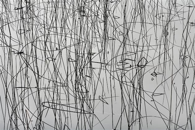 Holiday Program: Printed Patterns from Nature (AM session)