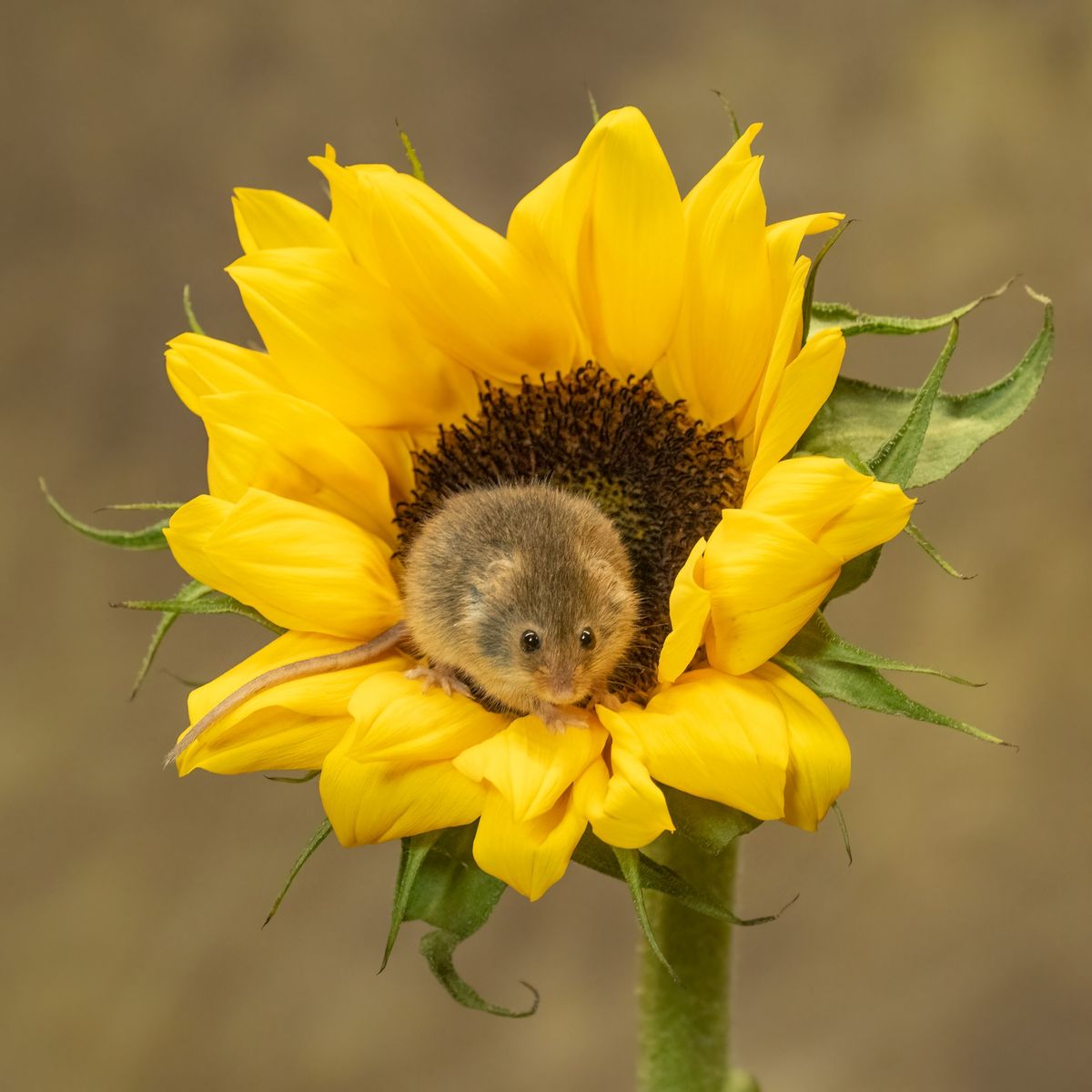 Harvest Mice Photography Sessions