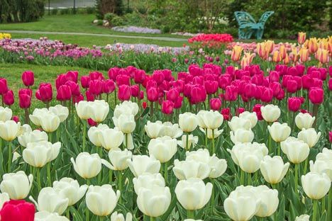 Capture Spring Beauty at Hershey Gardens