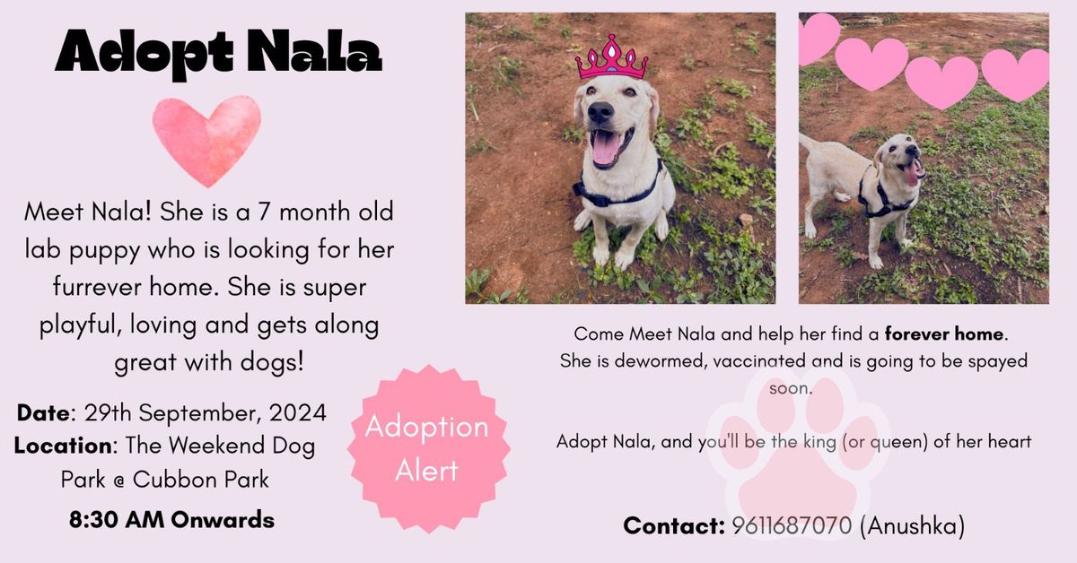 Adopt Nala the Lab Mix 