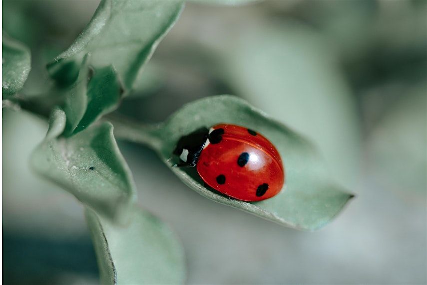 The Good Bug Club 6\/14\/2026 from 10:00am-11:00am @ Cheyenne -Arapaho Park