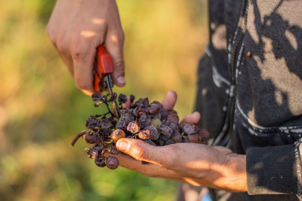 Repas des vendanges