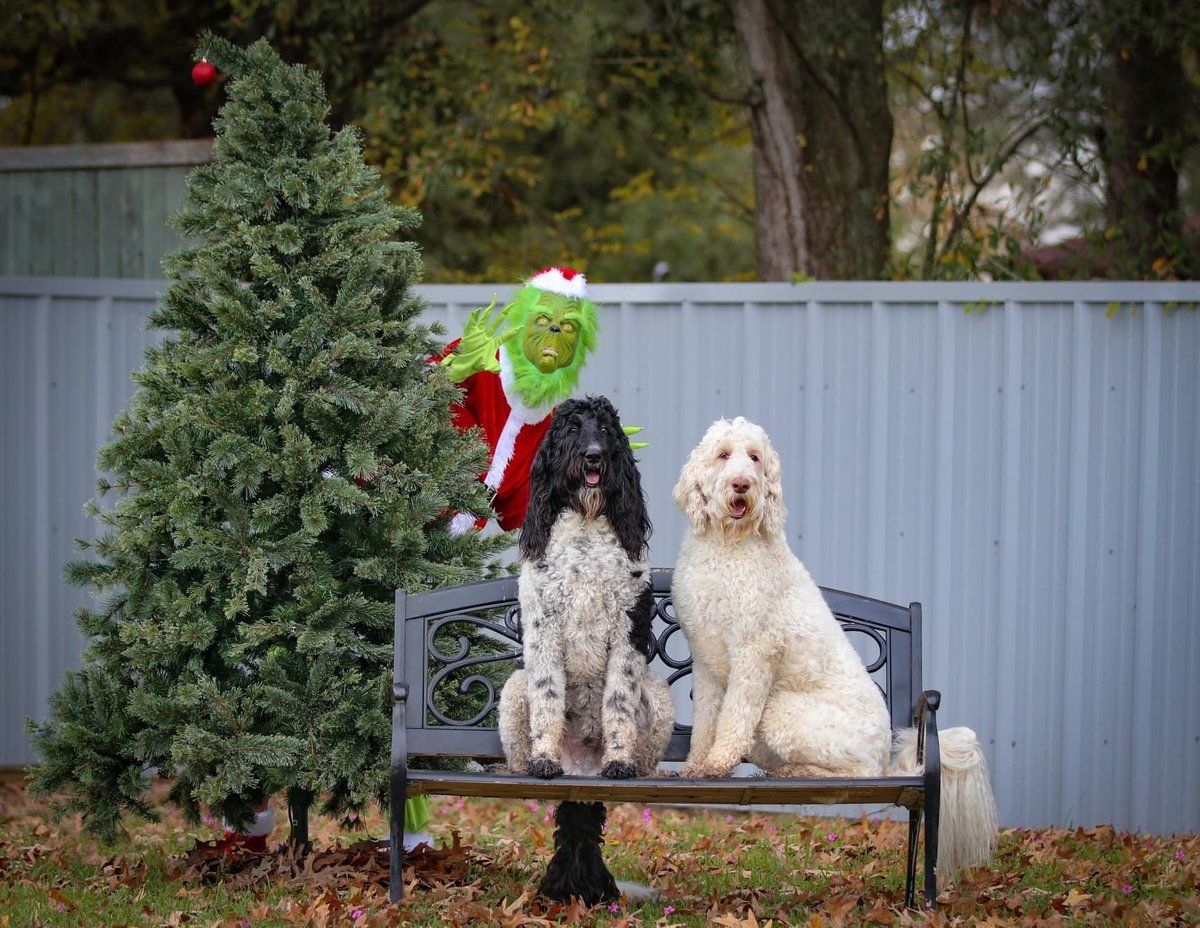 Get Your Grinch On!!  Photo Ops For Your Fur Babies