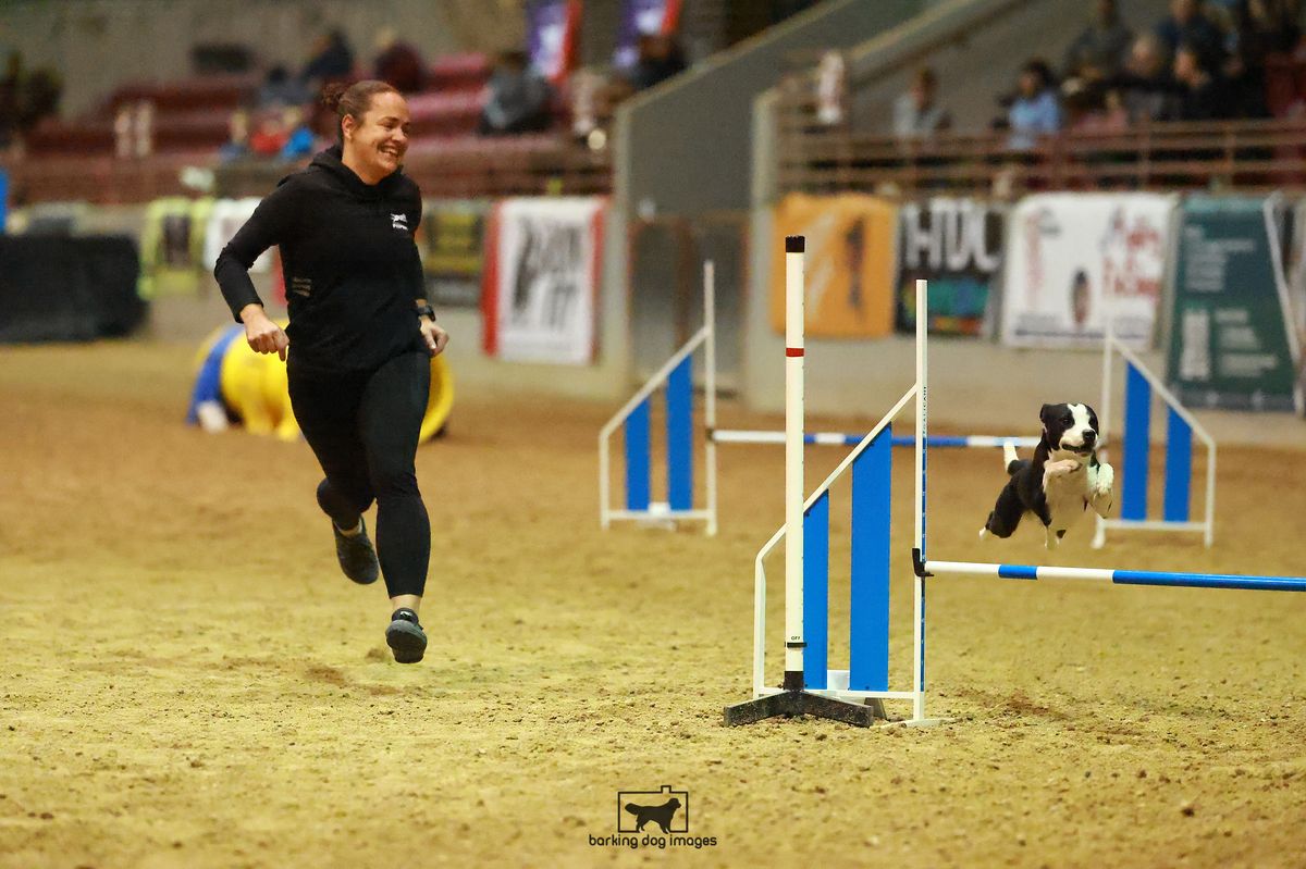 Stefanie Theis Agility Seminar - January 2025