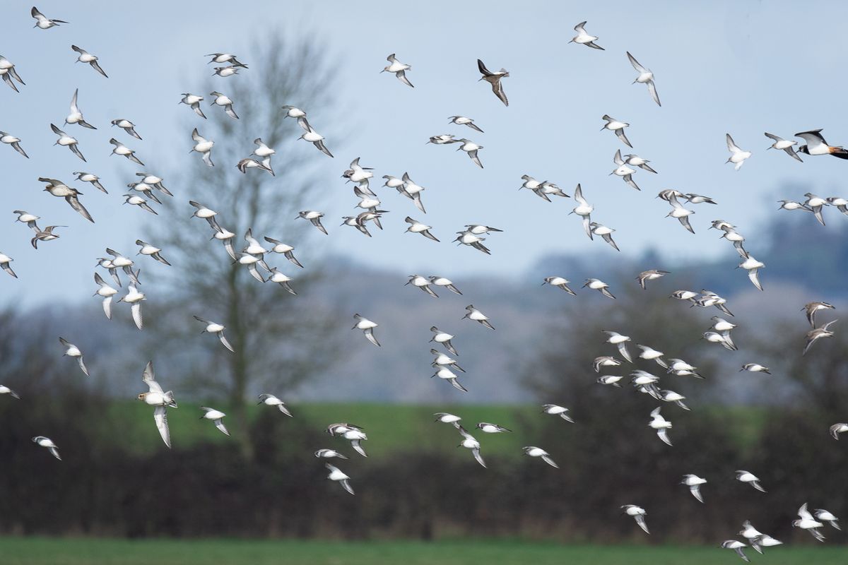 Improvers Birdwatching Morning