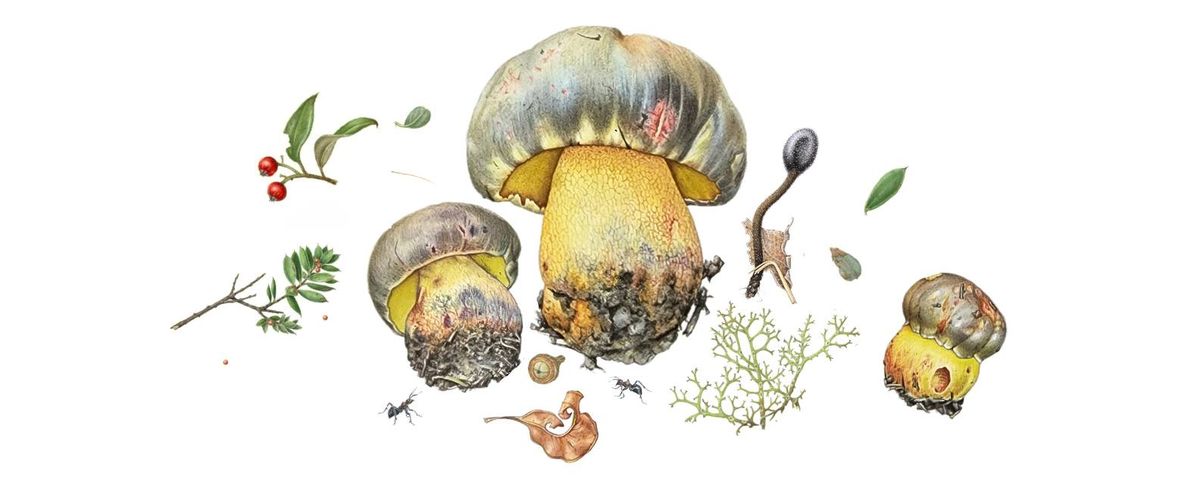 Fungi in Botanical Art with Anna Voytsekhovich