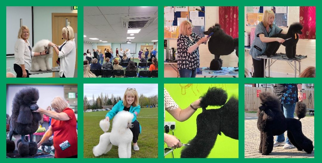 Poodle Demo & Workshop