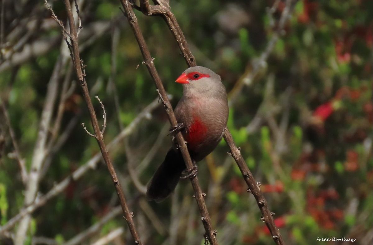 Bird Walk