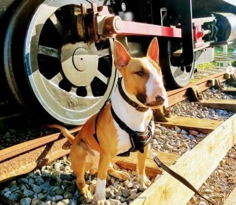 Canines Ride the Train Lines (Doggy Steam Day)