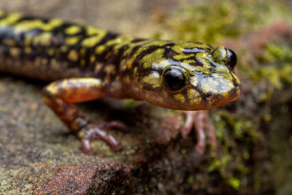 Mid Atlantic Reptile Expo - Carlisle