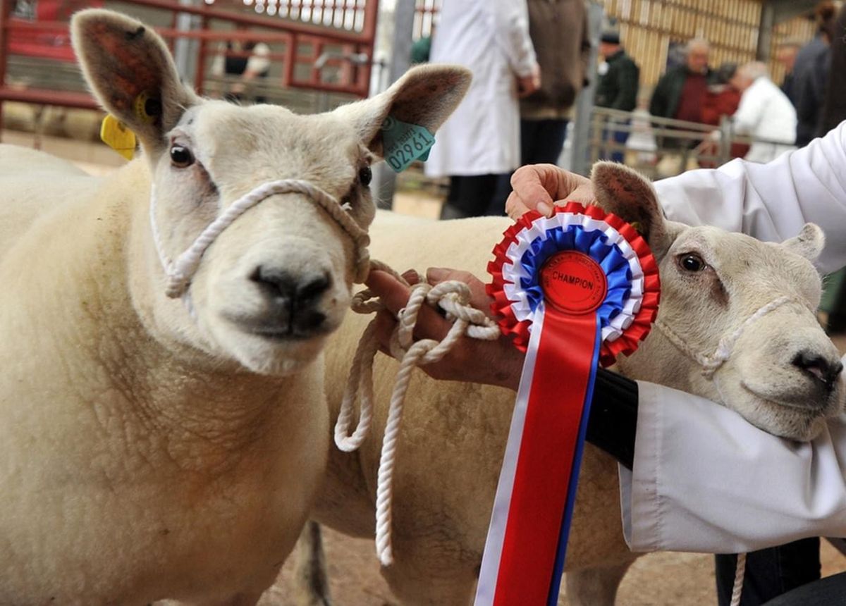 2024 Newton Abbot Show