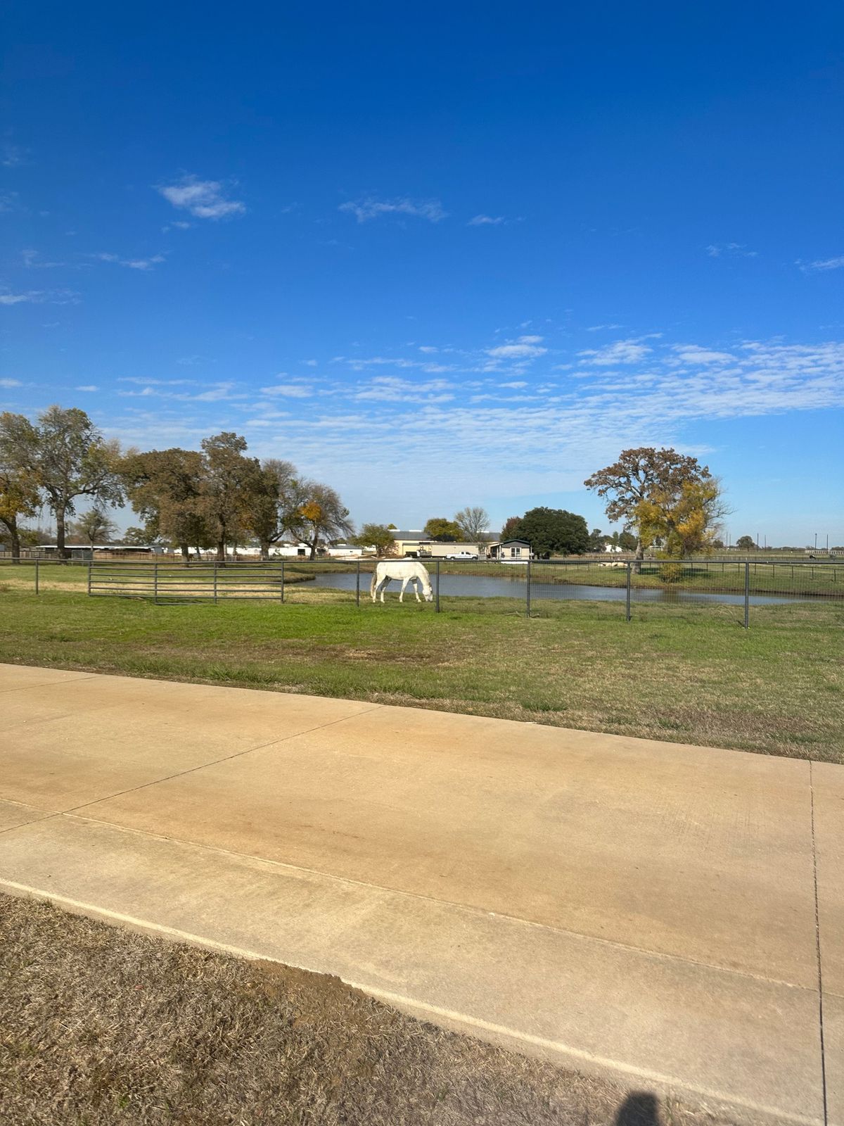 Natalie Lamping Dressage Clinic