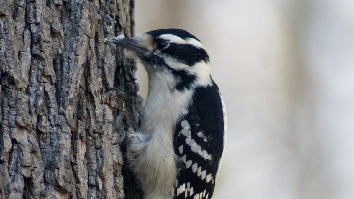 Winter Bird Walk