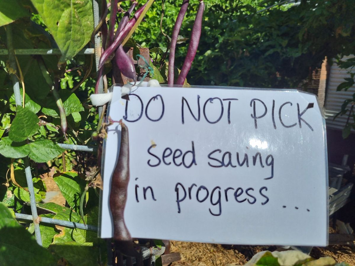 Ecoburbia At Home SEED SAVING AND PLANT PROPAGATION