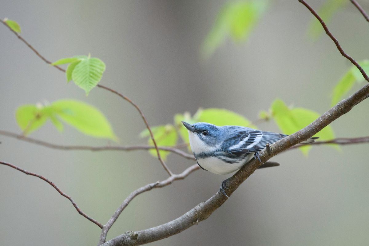 Baltimore Bird Tour - Druid Hill Park 